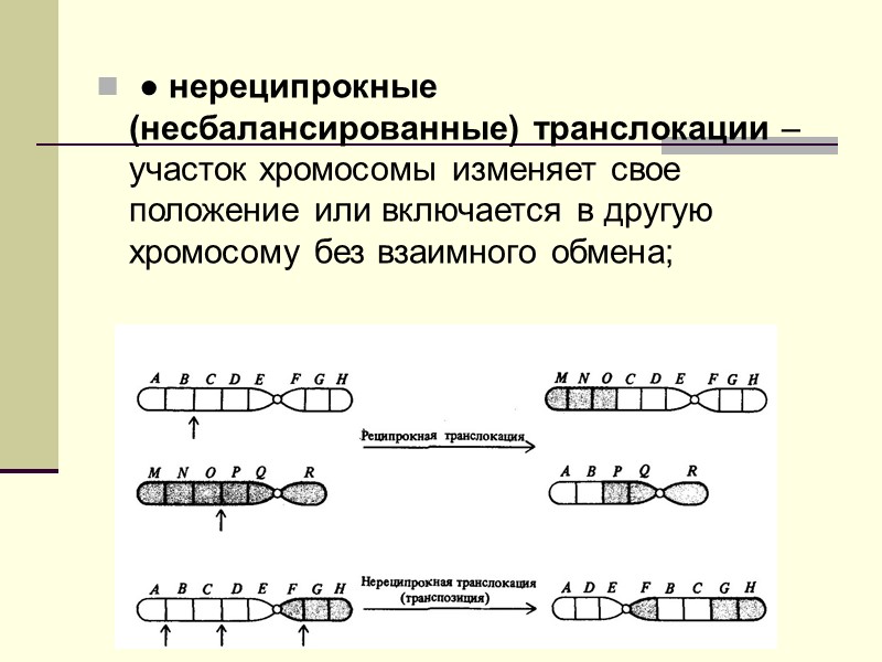 ● изохромосома (i) – хромосома с двумя идентичными плечами,  возникает вследствие аномального деления